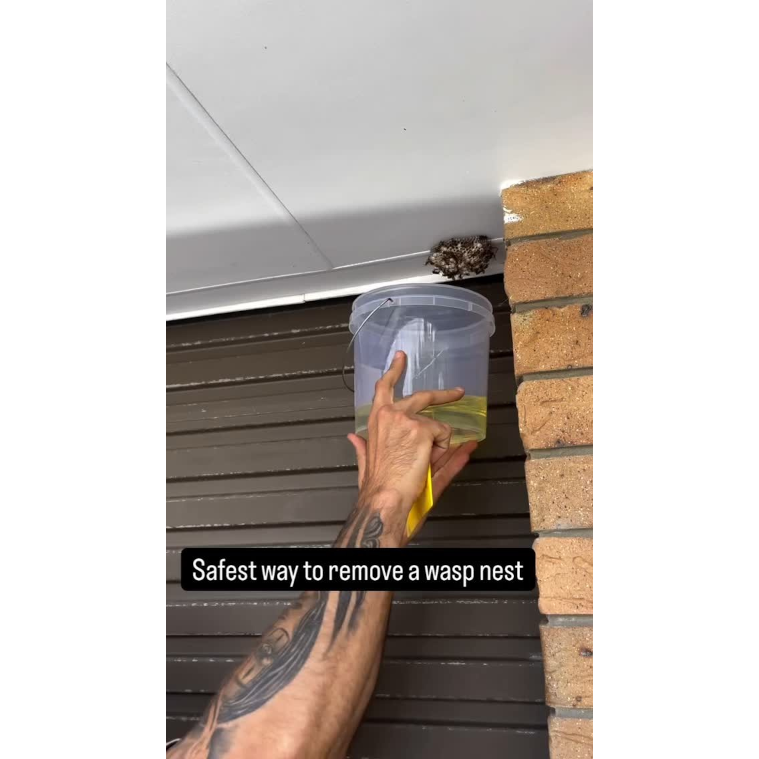 π Wasp Nest? π€ Not Today