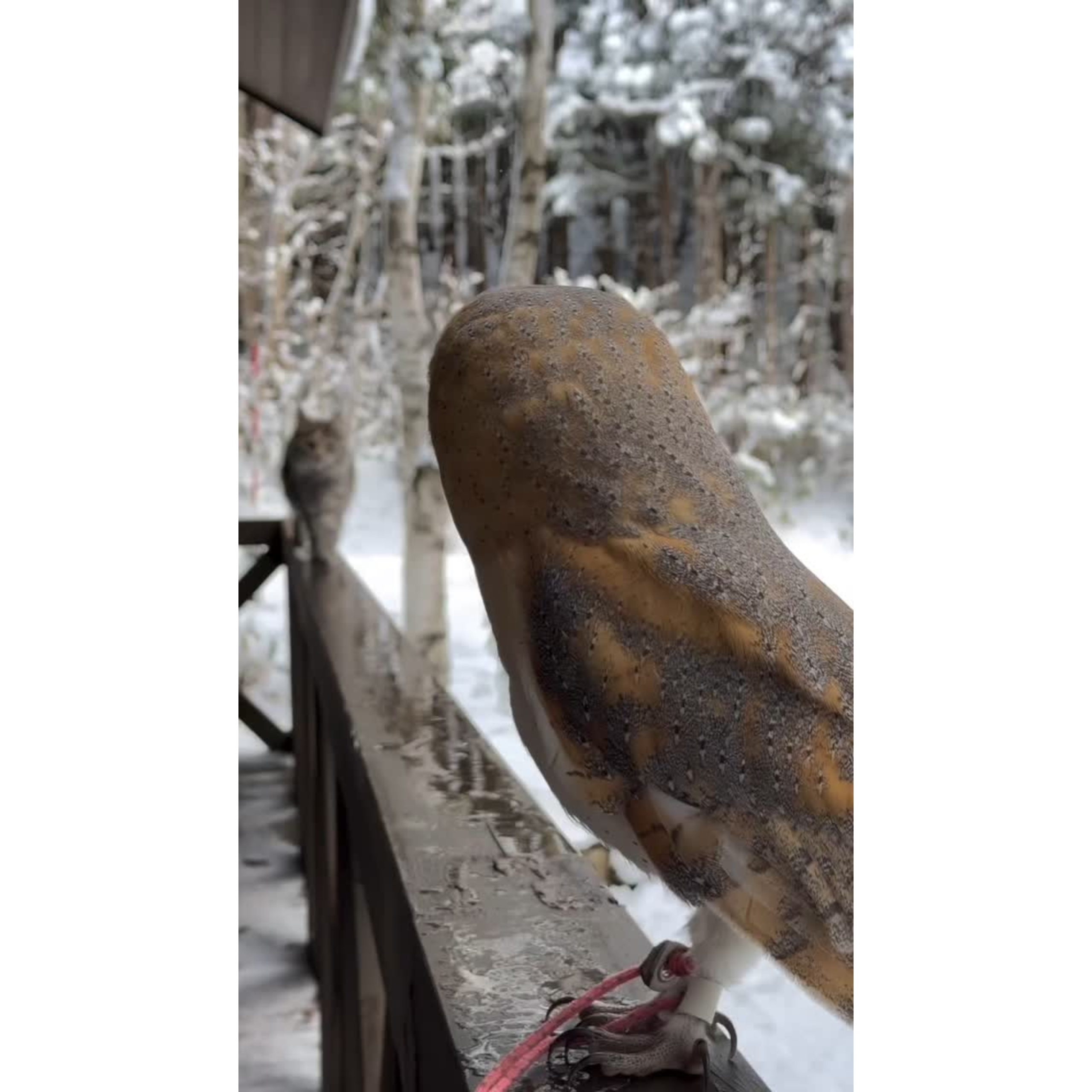 π±π¦ When a Cat Meets an Owlβ¦ πͺ Magic Happens!
